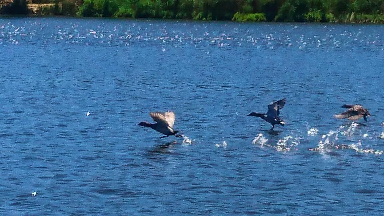 فندق Pensiunea Lacul Mocearu Budesti  المظهر الخارجي الصورة